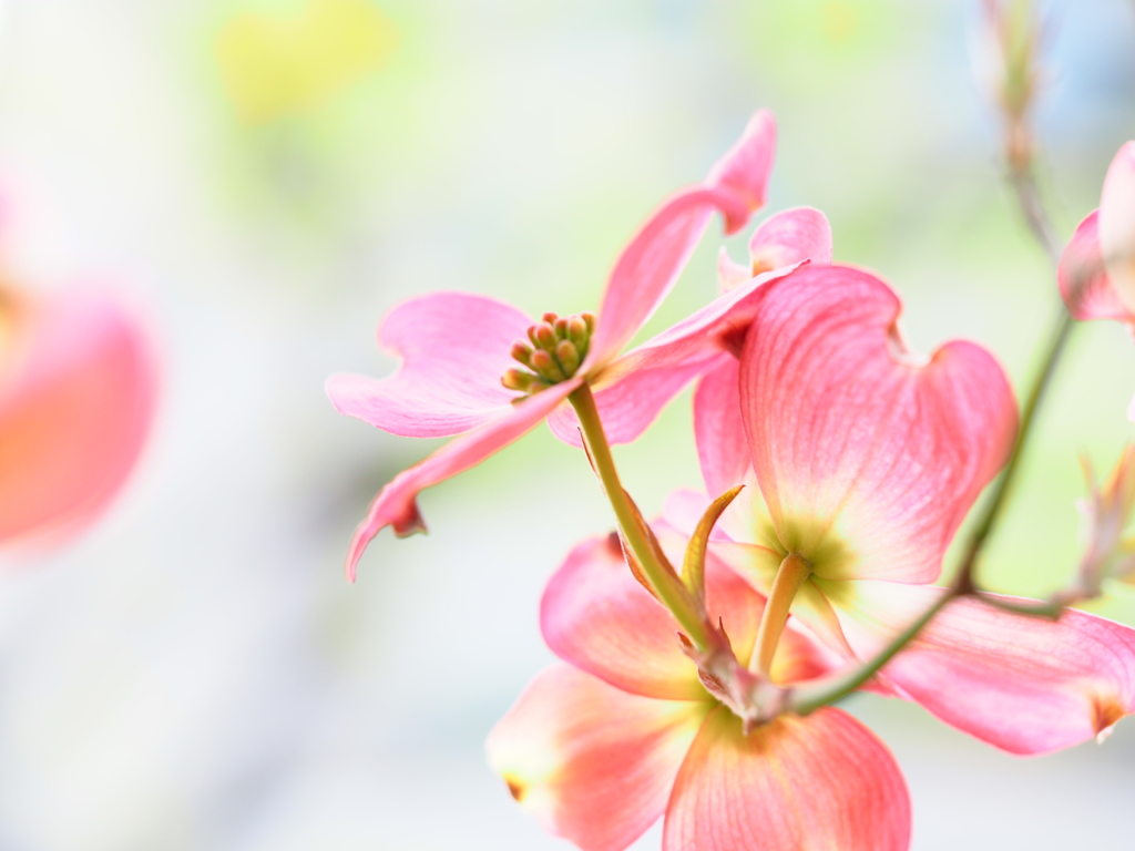 桜の次は花水木