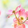 桜の次は花水木