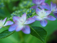 紫陽花