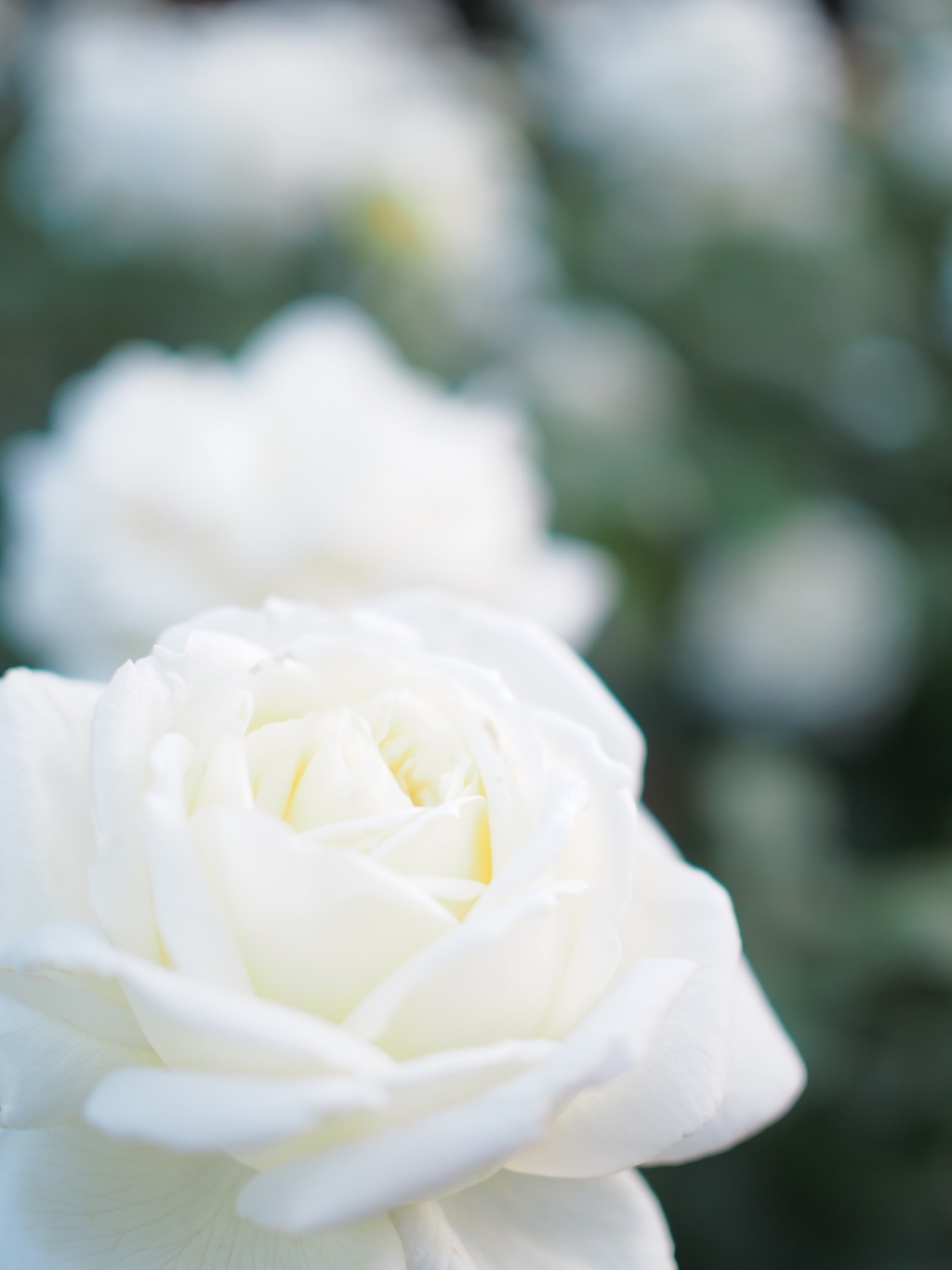 白い花を白く撮る