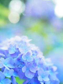 紫陽花はしっとり撮るべし、って誰が言ったの？