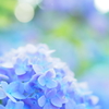 紫陽花はしっとり撮るべし、って誰が言ったの？