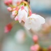 春の記憶2018