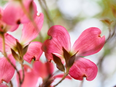 花水木