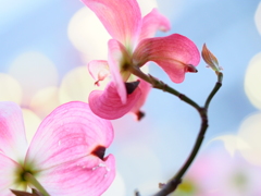 花水木
