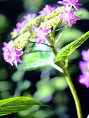 1番好きな花