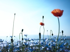 海辺に咲く