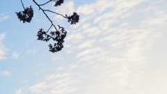 2016 春の記憶