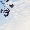 2016 春の記憶