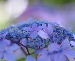 あじさいblue