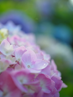 紫陽花