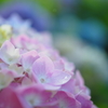 紫陽花