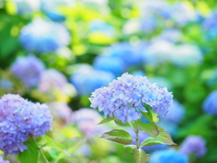 紫陽花