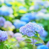 紫陽花