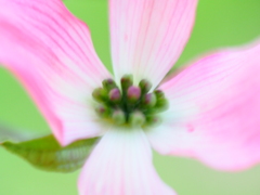 花水木