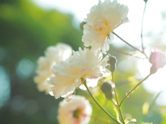 靱公園 薔薇