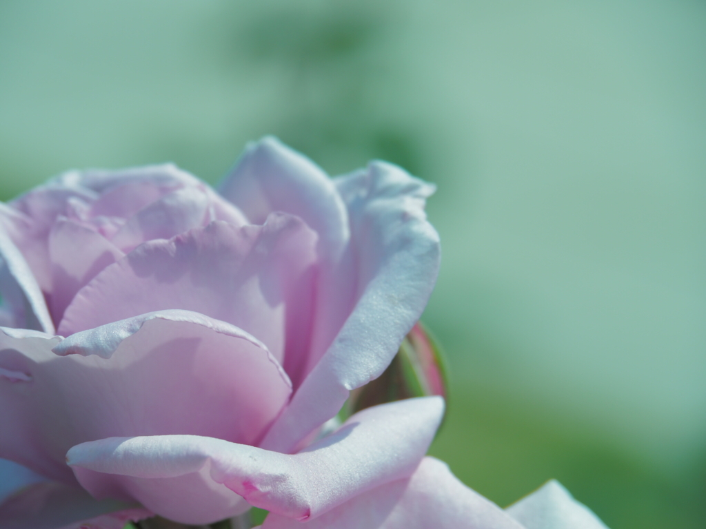 蒼い月という名の花