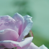 蒼い月という名の花