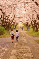 桜の帰り道