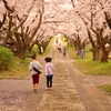 桜の帰り道