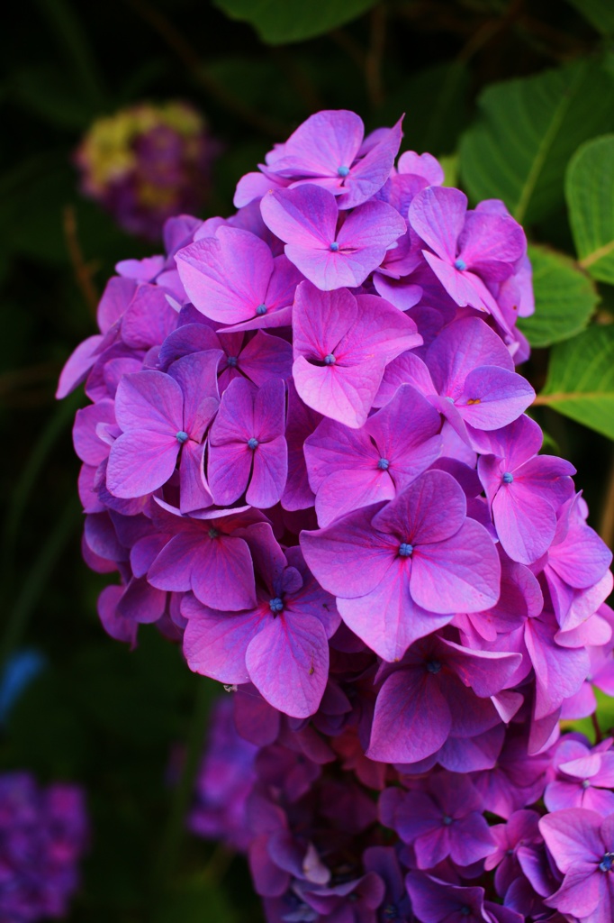 紫陽花