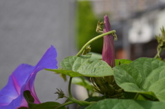 朝顔
