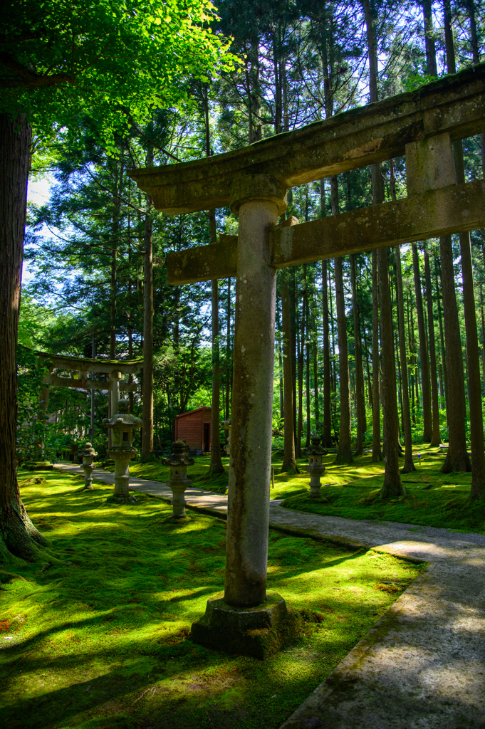 Forest of Wisdom - 4