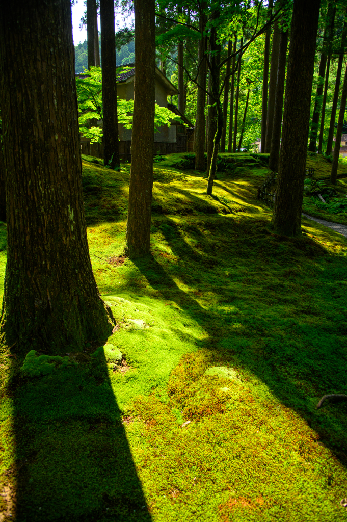 Forest of Wisdom - 3