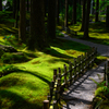 Forest of Wisdom - 1
