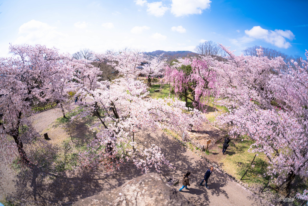 大喝采