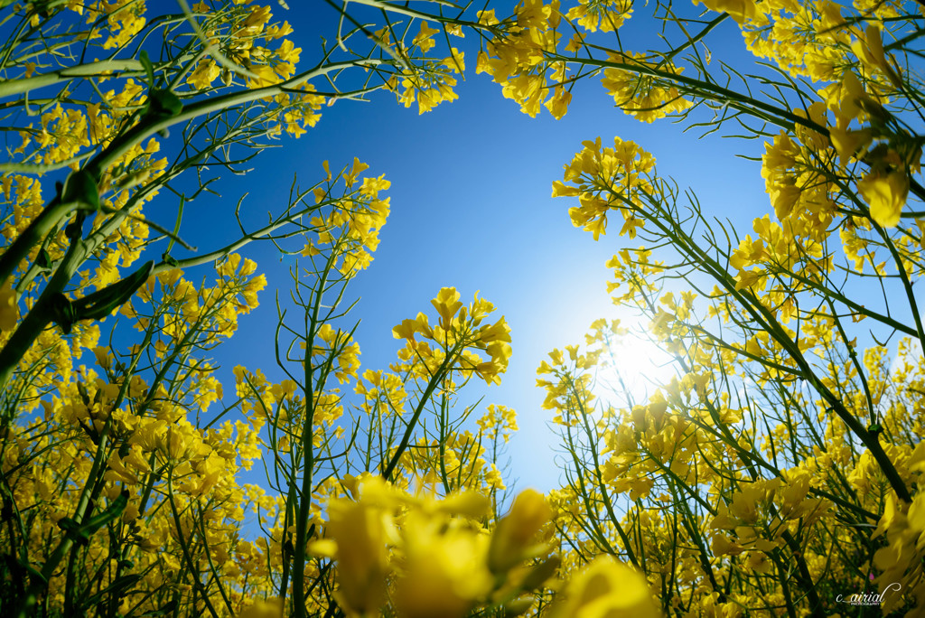"Spring Comes Around"