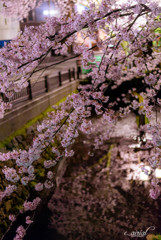 桜橋