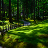 Forest of Wisdom - 2