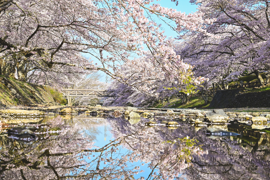 咲桜
