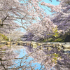 咲桜
