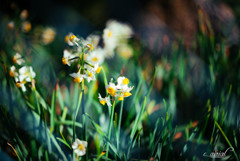 "Narcissus At Oasis"