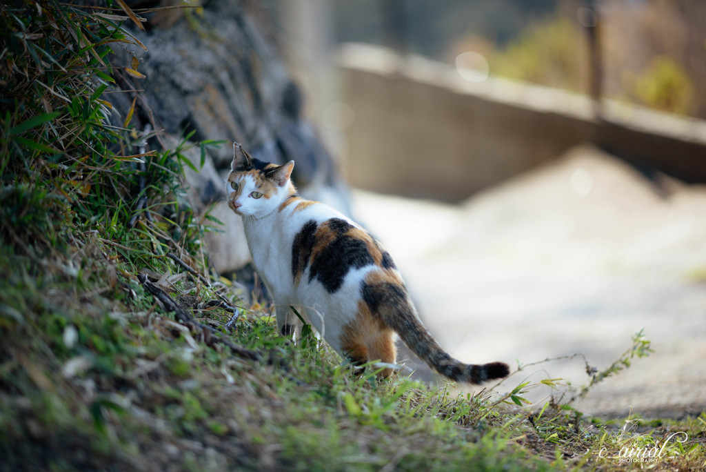 ついて、きて