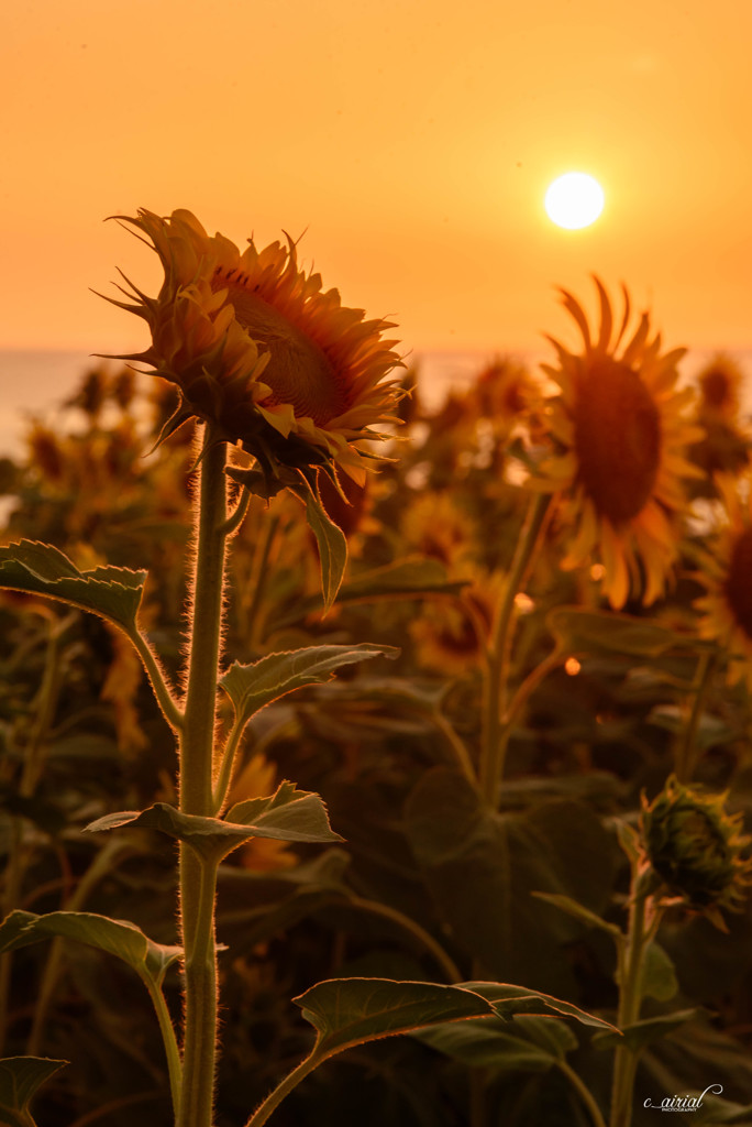 sunset, sunrise - 4