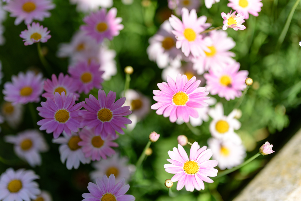 Flower in Izu