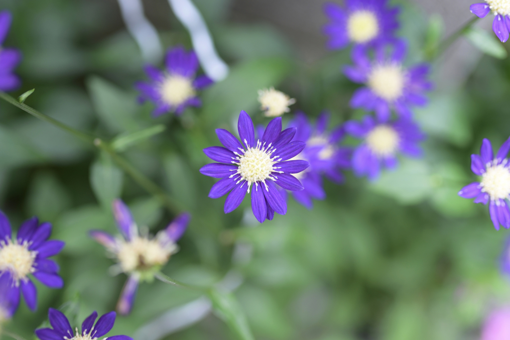 名もなき花