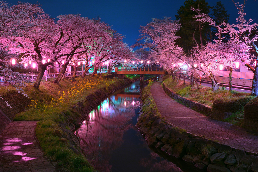 夜桜