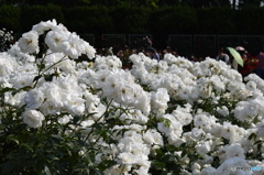 神代植物園にて５