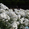 神代植物園にて５