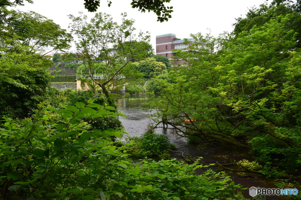 柿田川公園（柿田川湧水群）水稲施設