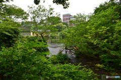 柿田川公園（柿田川湧水群）水稲施設