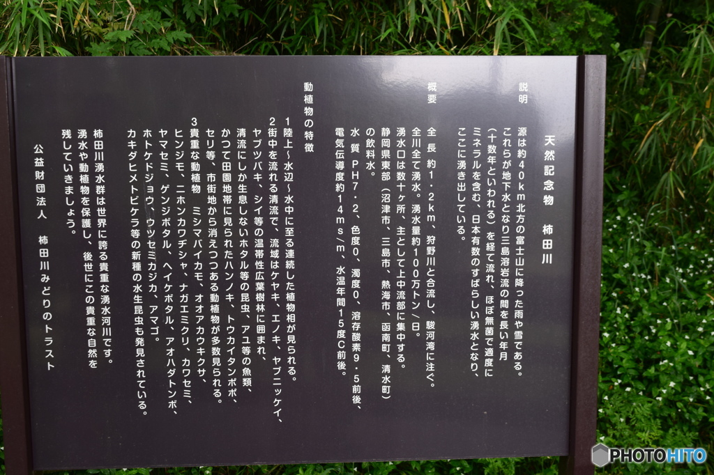 柿田川公園（柿田川湧水群）説明