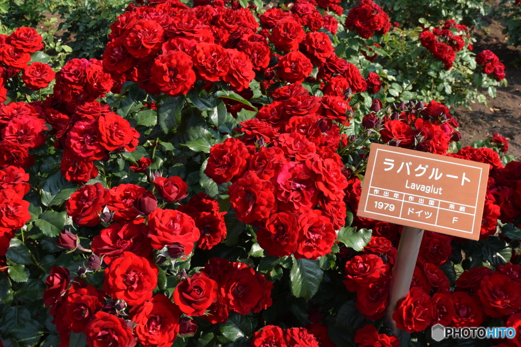 神代植物園にて７