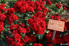 神代植物園にて７