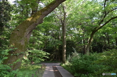 神代植物園にて８
