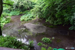 柿田川公園（柿田川湧水群）第一展望台